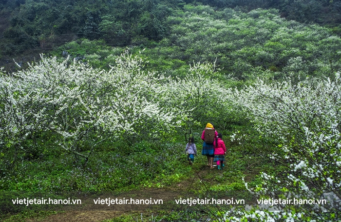 Mộc Châu mùa hoa ban, hoa mận